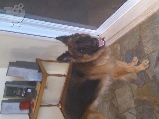 Χαρίζεται κουταβάκι